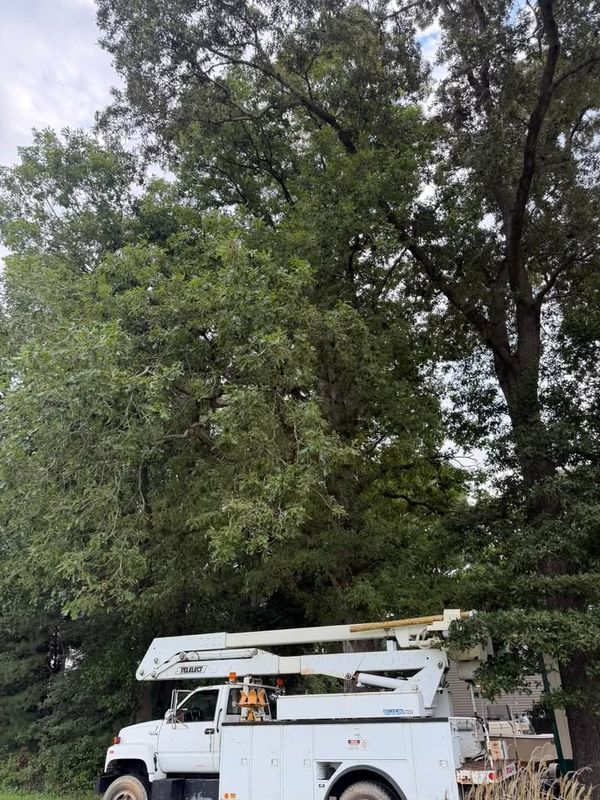 Tree Removal