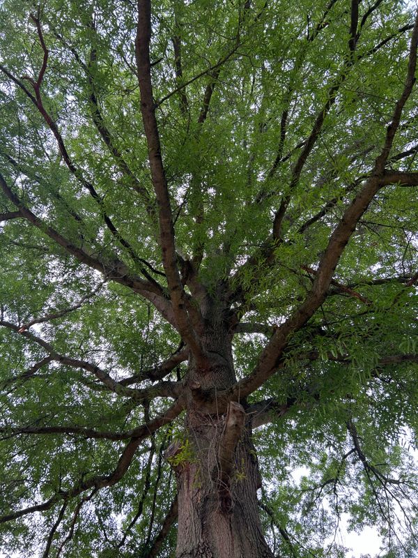 Tree Removal