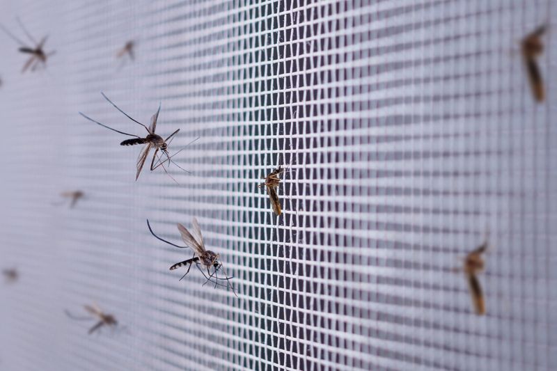 Mosquito Control
