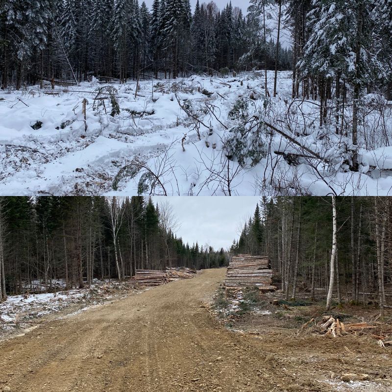 Land Clearing & Forestry Mulching