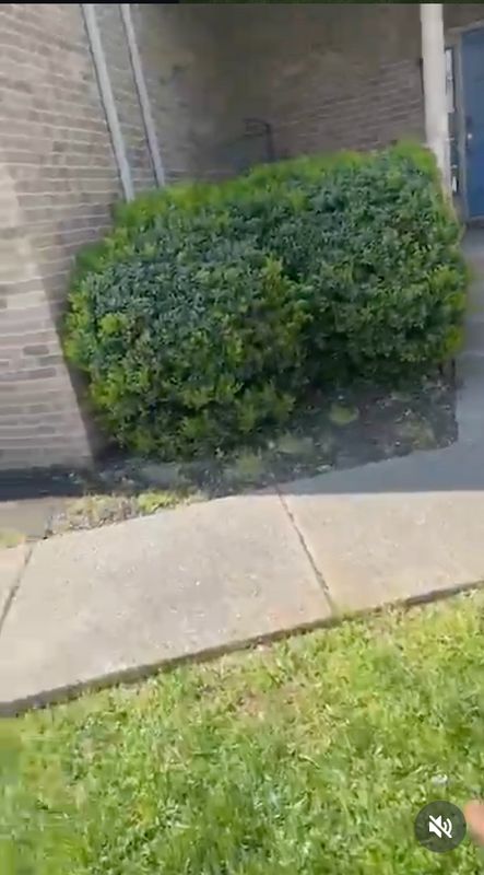 Shrub Trimming