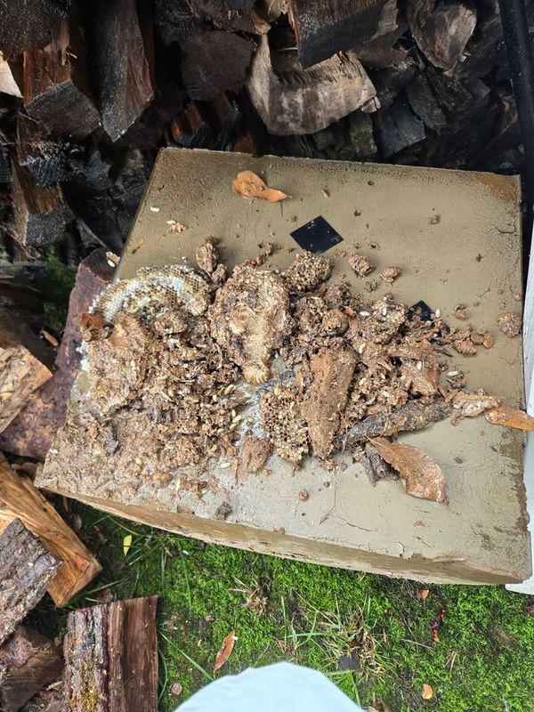 Termite Inspection & Treatment