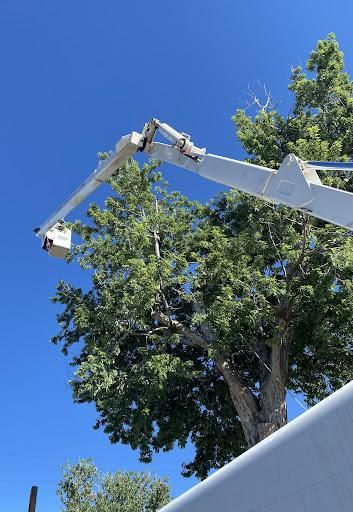 Tree Trimming