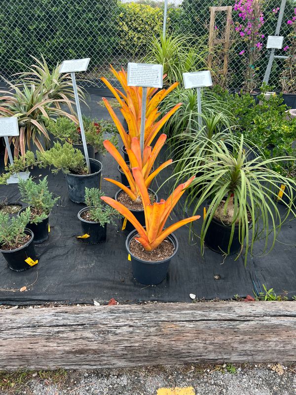 Plant and tree list