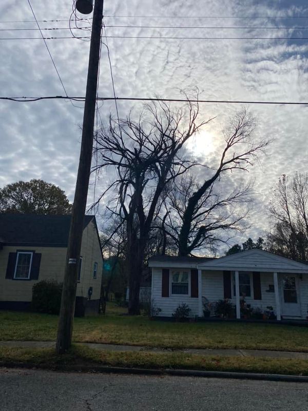 Tree Removal gallery
