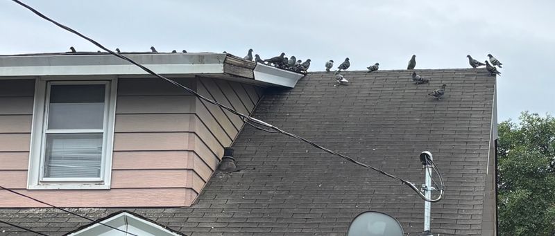 Pigeon Control