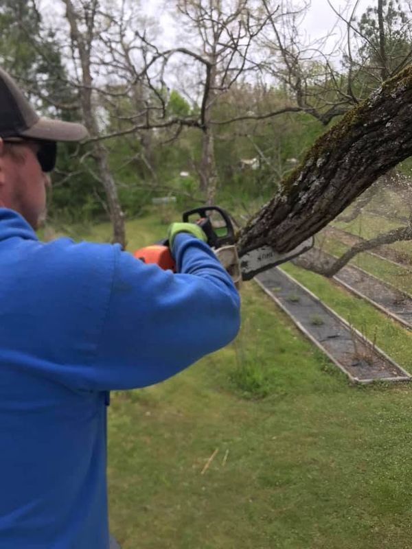 Tree Trimming