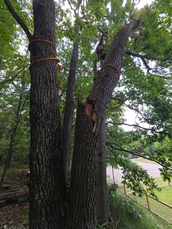 Emergency tree services