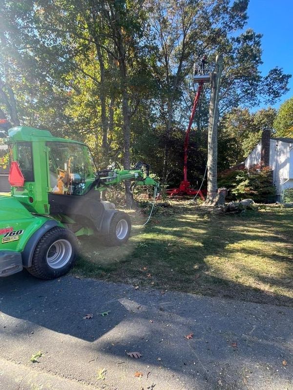 Tree Removal