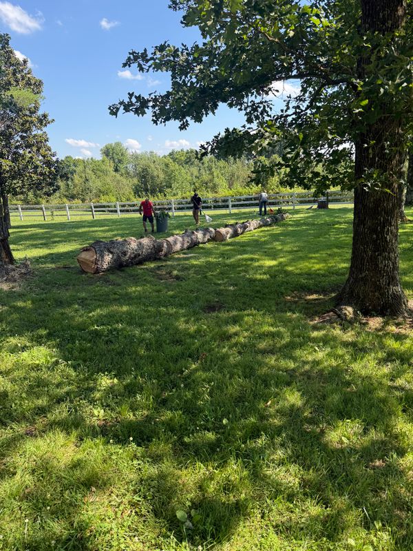 Tree Removal