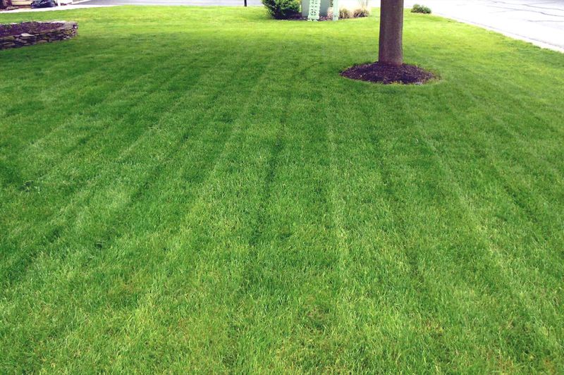 Lawn Maintenance