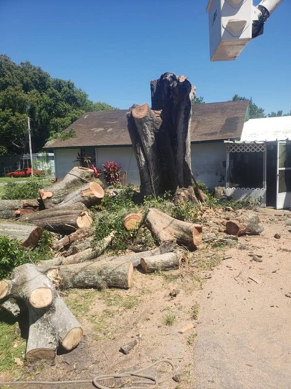 Tree Removal