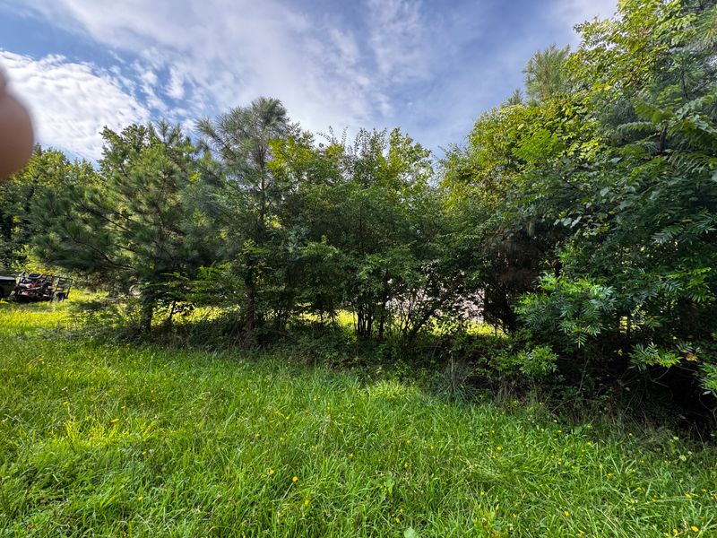 River Bank Clearing  gallery