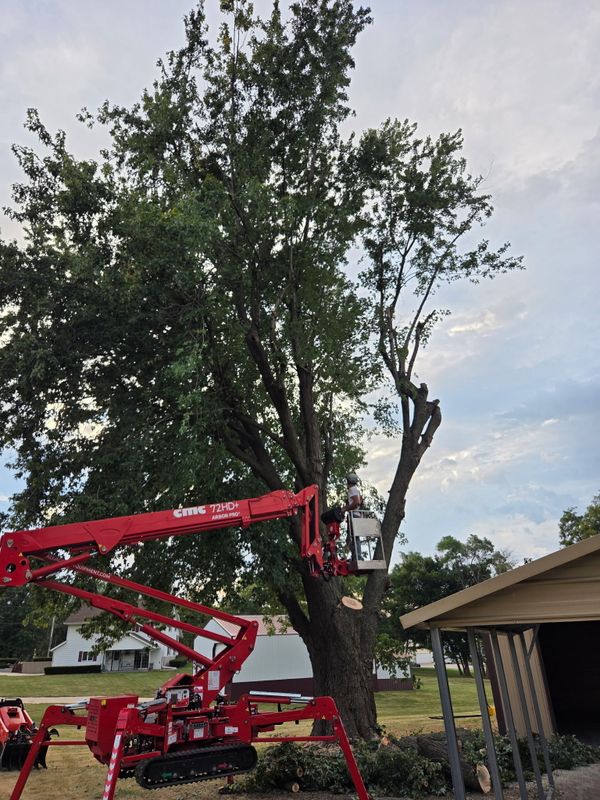 Tree Trimming