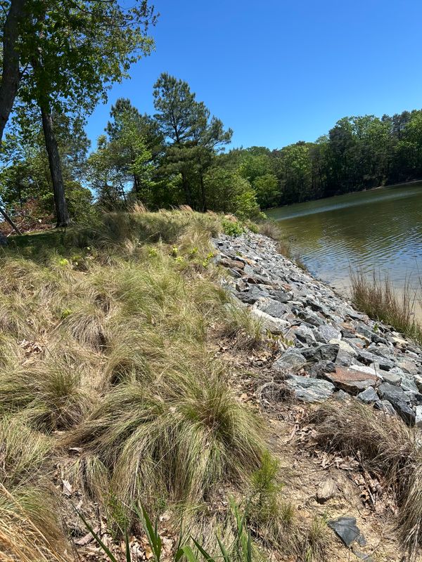 River Bank Clearing  gallery