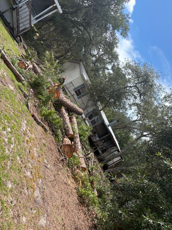 Stump Removal
