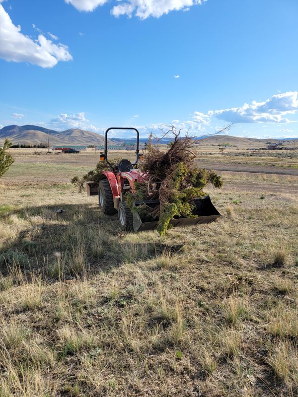 Shrub Trimming & Pruning