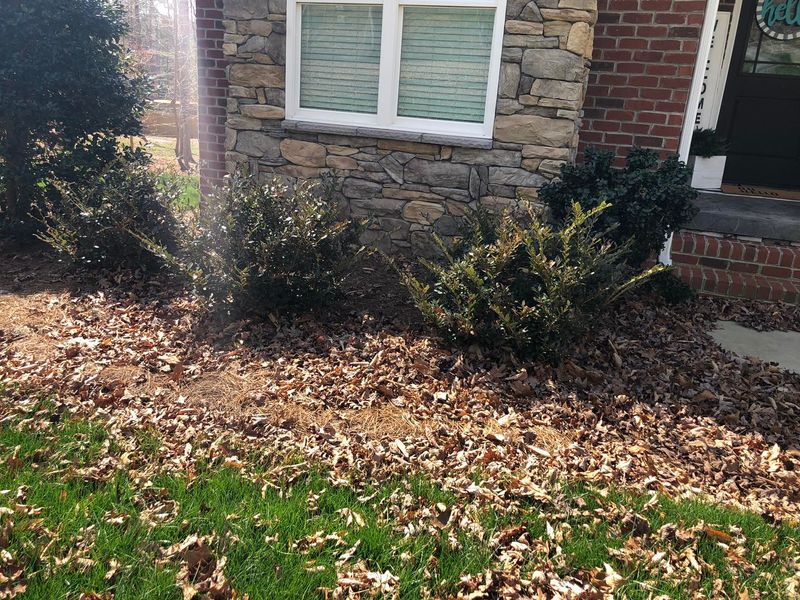 Fall Clean Up