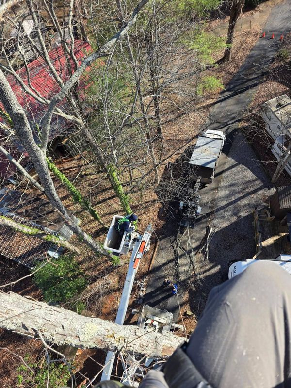 Tree Trimming & Removal