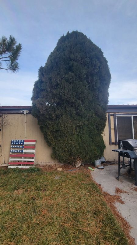 Tree Trimming