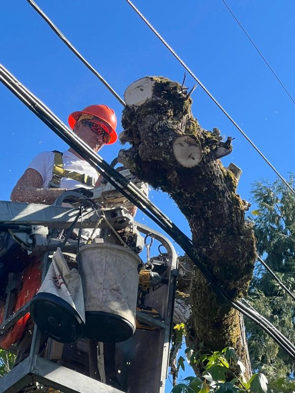 Tree Services