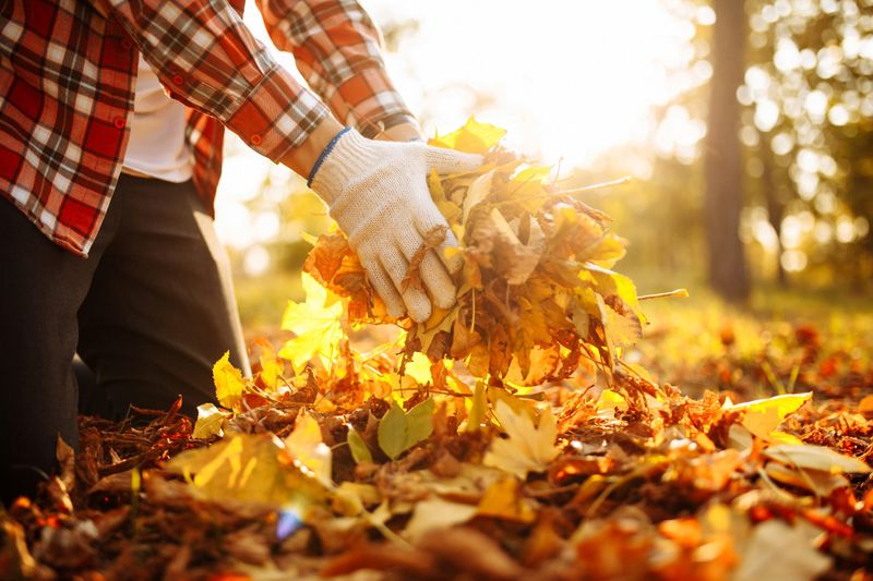Leaf Clean Up