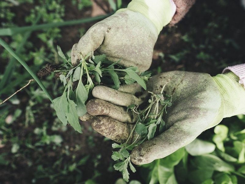 Tree & Shrub Care