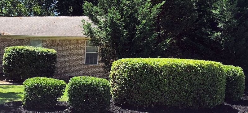 Shrub Trimming