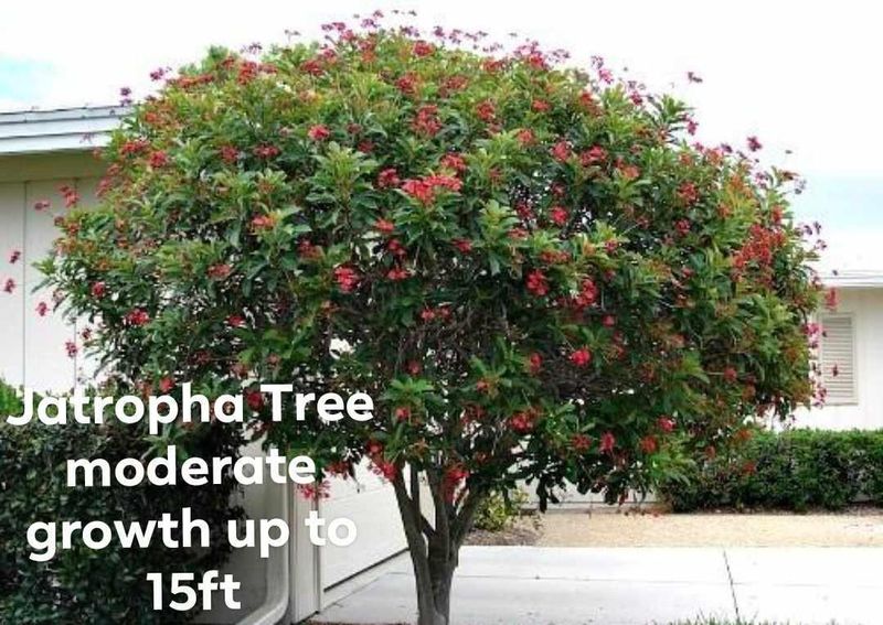 Plant and tree list