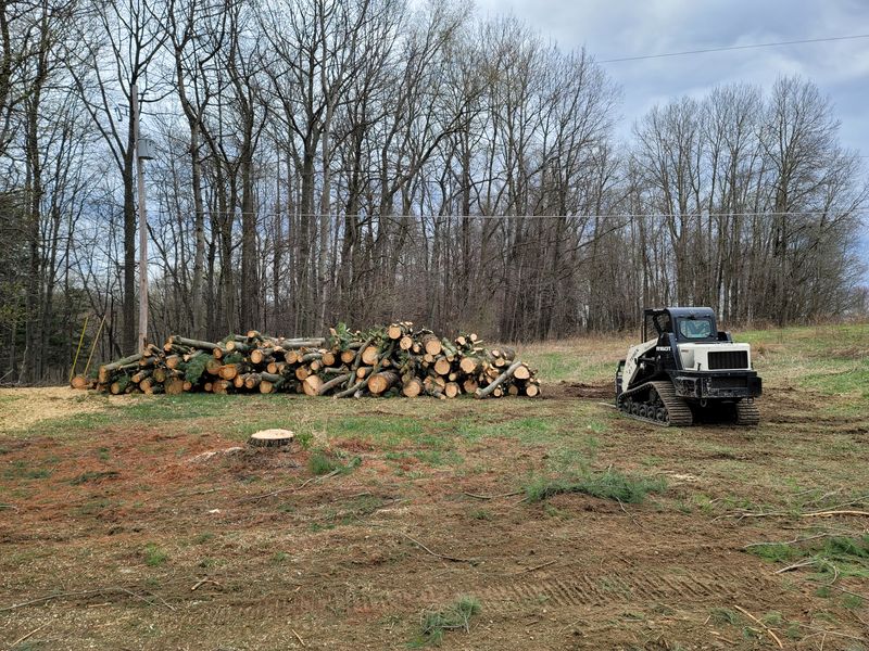 Tree Removal