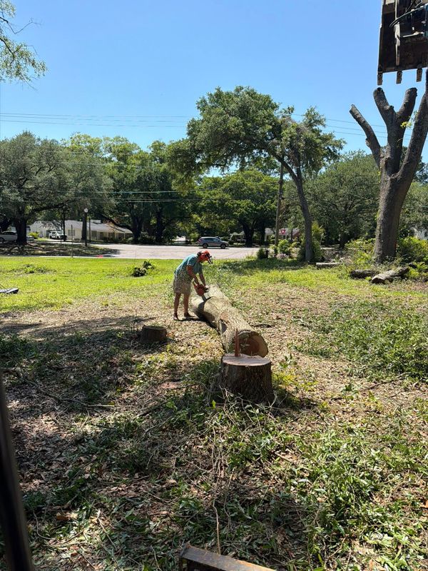 Tree Removal