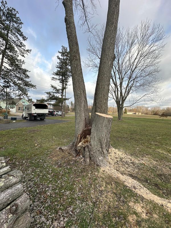 Tree Trimming