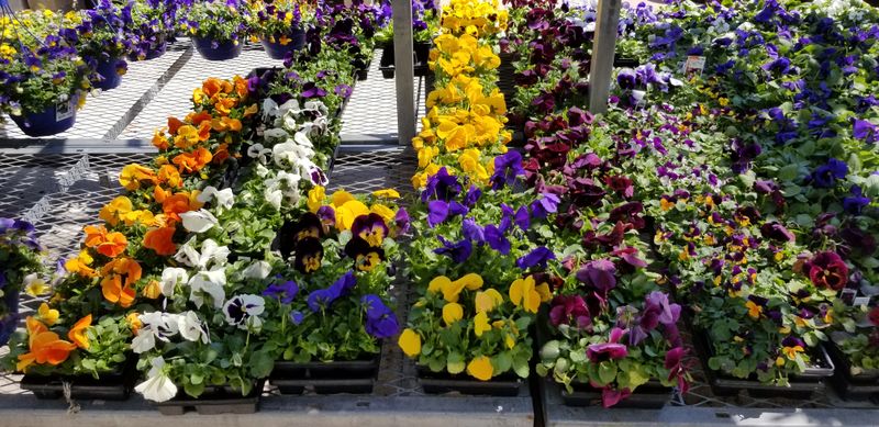 Flower & Tree Planting