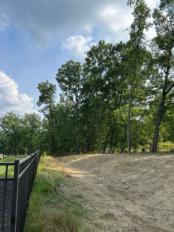 Tree Removal gallery