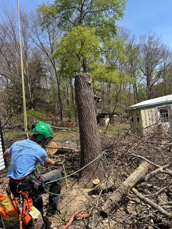Tree Removal gallery