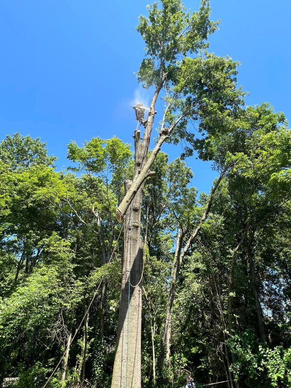 Tree Trimming and Removal