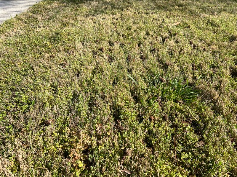 Annual Lawn care 