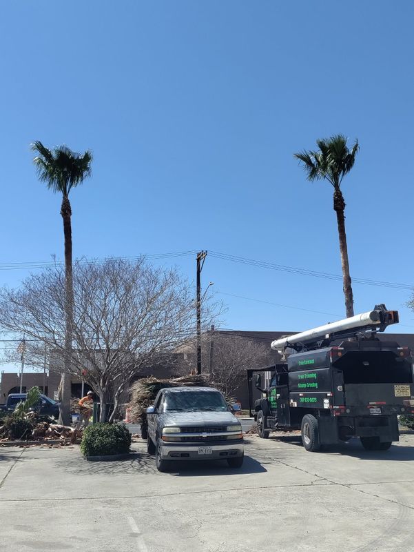 Tree Services