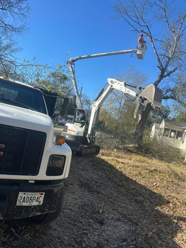 Tree Trimming
