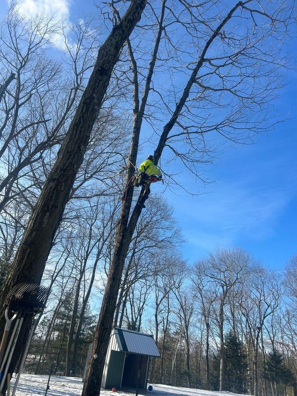Emergency Tree Services