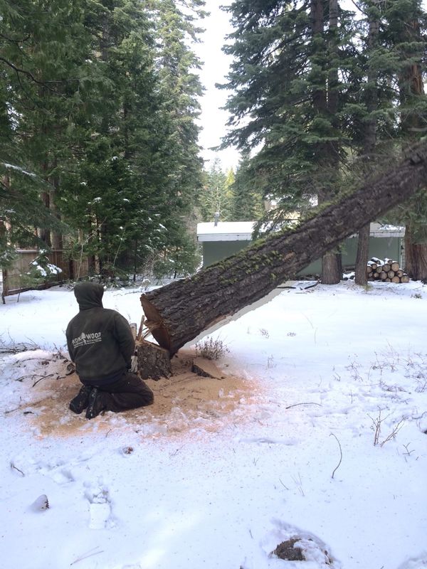 Tree Removal gallery