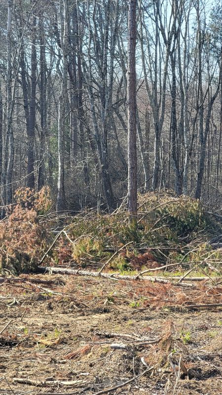 Forestry Mulching