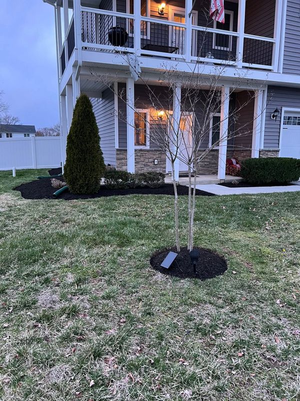 Tree & Shrub Care