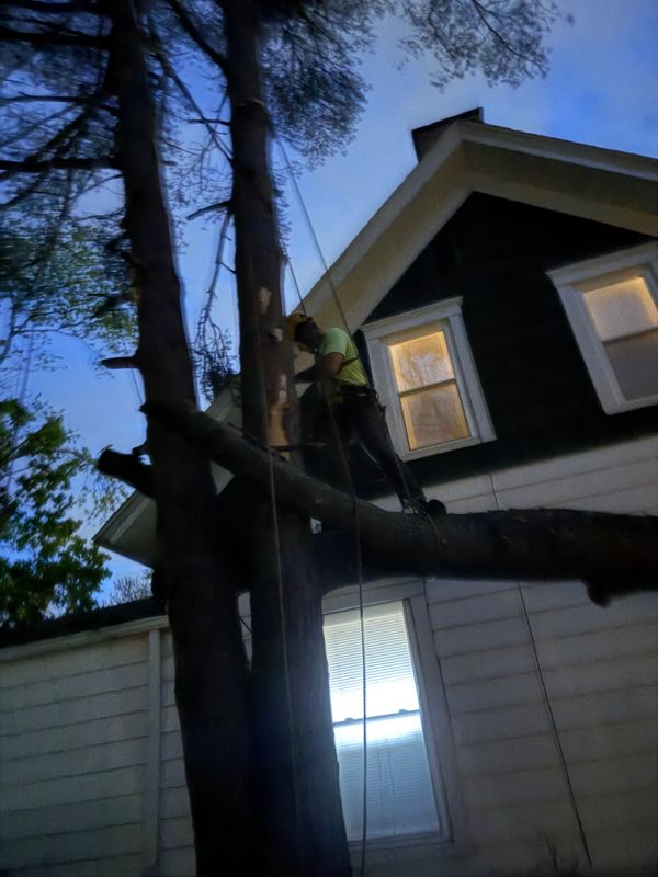Tree Removal gallery