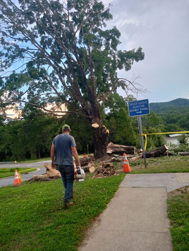 Tree Removal