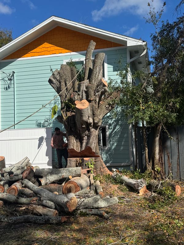 Tree Removal
