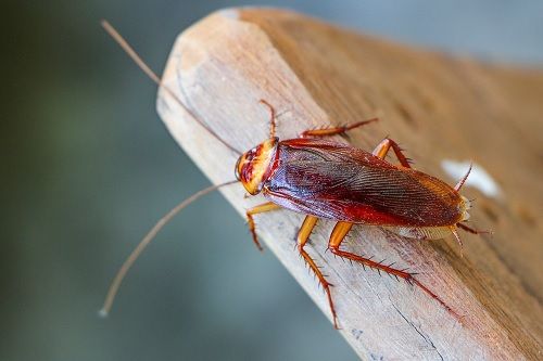 Cockroach Extermination