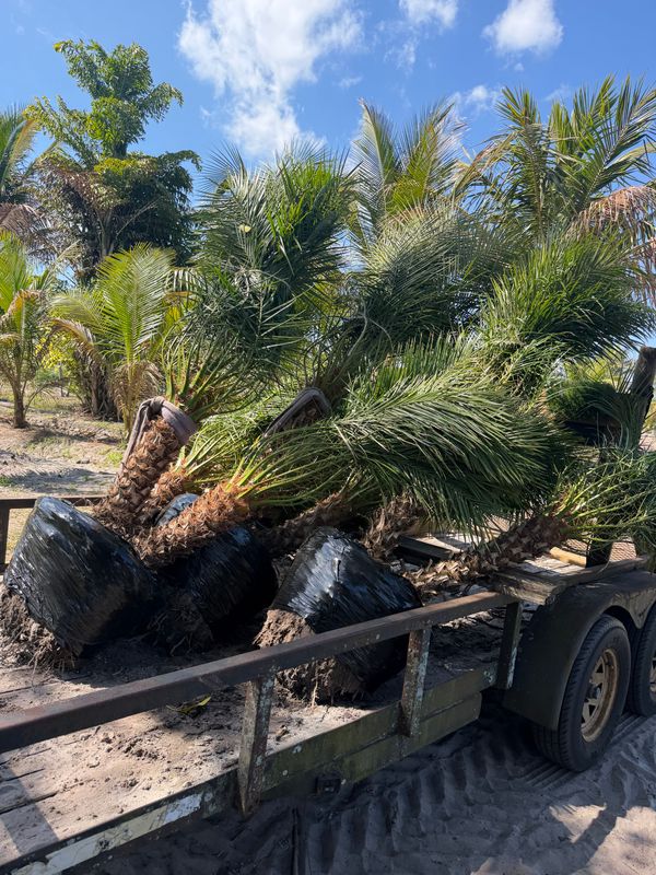 Tree Planting