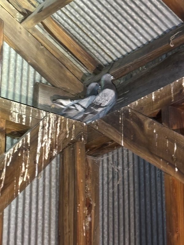 Pigeon Control