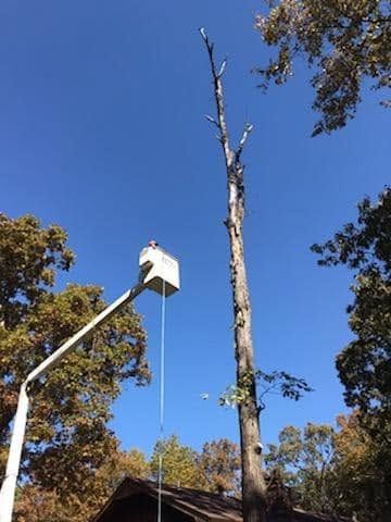 Tree Removal